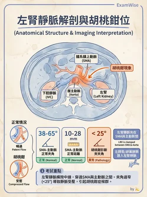 放射 - 胸腹部CT診斷 - AI 圖文解析預覽