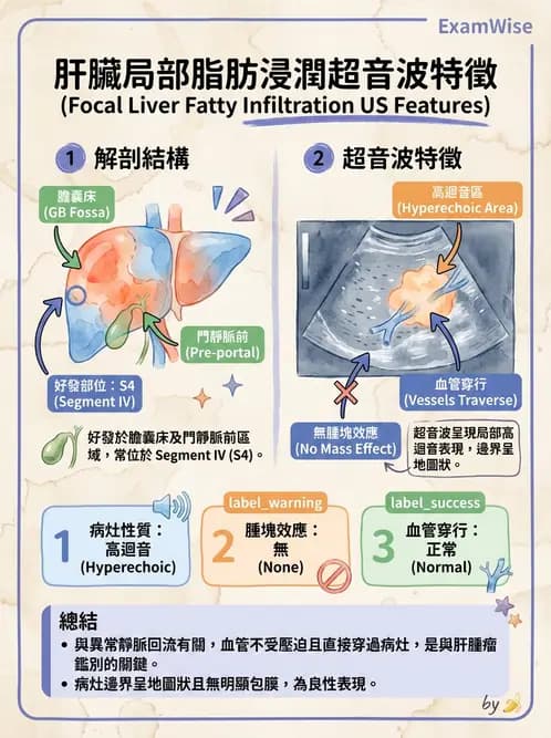 放射 - 肝臟超音波 - AI 圖文解析預覽