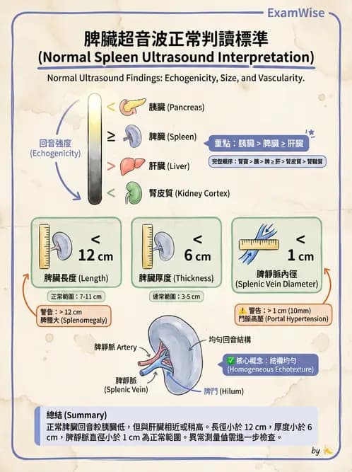 放射 - 膽胰脾超音波 - AI 圖文解析預覽