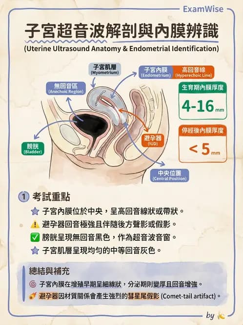 放射 - 泌尿生殖與小器官超音波 - AI 圖文解析預覽