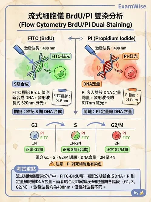 放射 - 輻射生物分子技術 - AI 圖文解析預覽