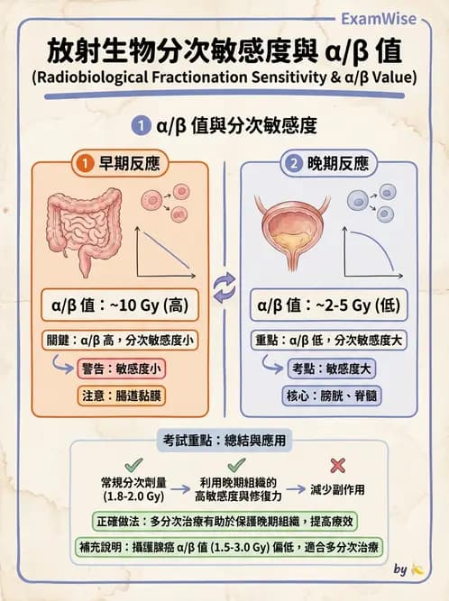 放射 - 時間劑量分次效應 - AI 圖文解析預覽