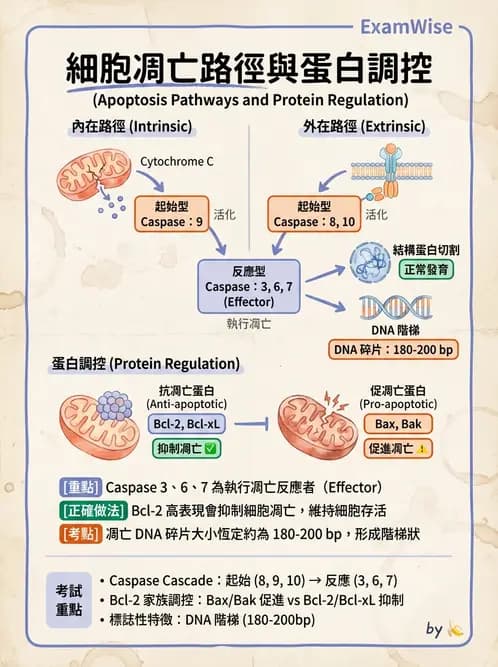 放射 - 組織與腫瘤輻射效應 - AI 圖文解析預覽