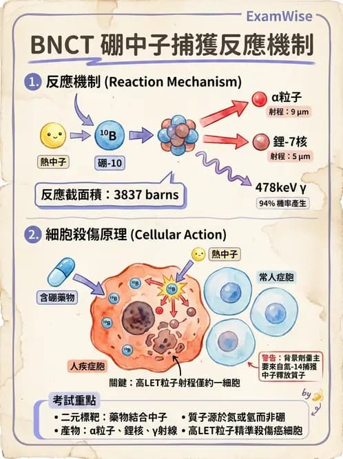 放射 - 質子與粒子治療 - AI 圖文解析預覽