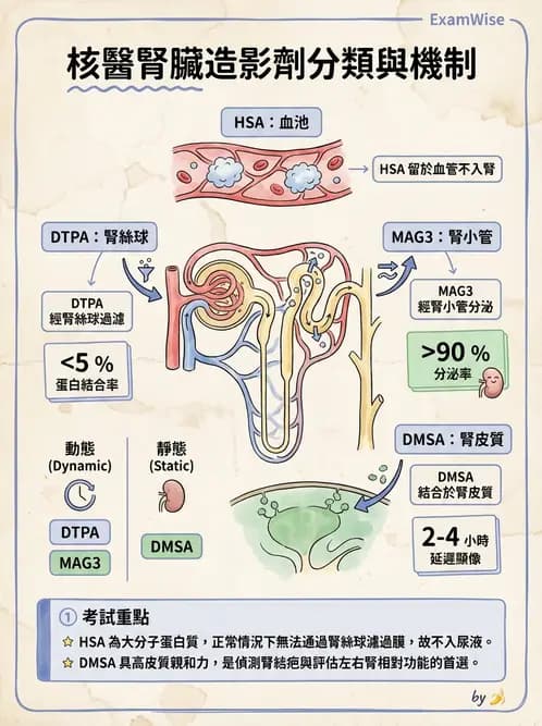 放射 - 腎臟造影SPECT藥物 - AI 圖文解析預覽
