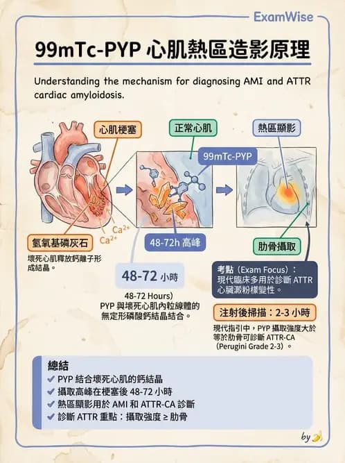 放射 - 心室功能造影 - AI 圖文解析預覽