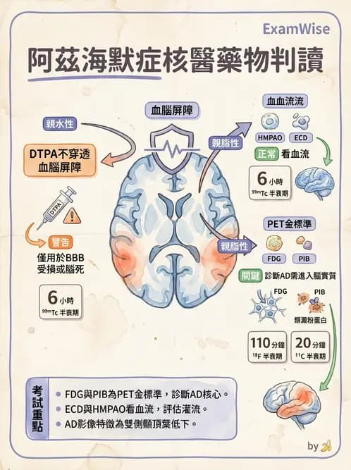 放射 - 腦部造影 - AI 圖文解析預覽