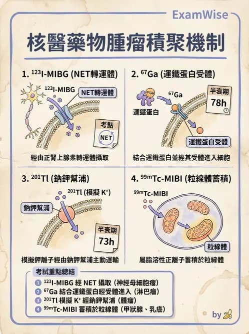 放射 - 腫瘤與內分泌造影SPECT藥物 - AI 圖文解析預覽