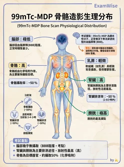 放射 - 骨骼造影 - AI 圖文解析預覽