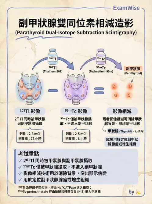 放射 - 副甲狀腺與前哨淋巴結造影 - AI 圖文解析預覽