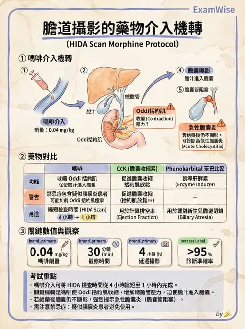放射 - 肝膽造影 - AI 圖文解析預覽