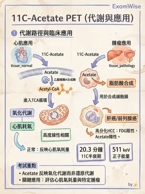 放射 - 腫瘤PET藥物 - AI 圖文解析預覽
