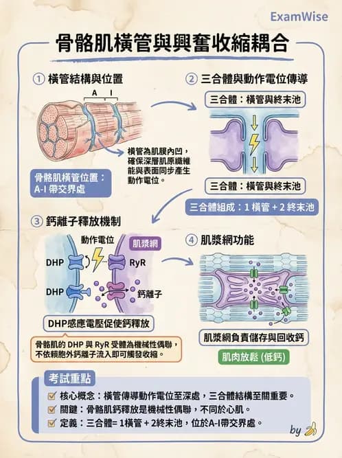 放射 - 肌肉及代謝生理 - AI 圖文解析預覽