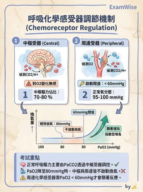 放射 - 呼吸生理 - AI 圖文解析預覽