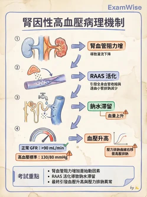 放射 - 腎臟生理 - AI 圖文解析預覽
