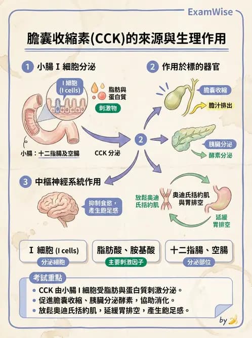 放射 - 胃腸生理 - AI 圖文解析預覽