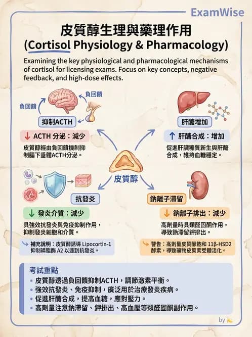 放射 - 內分泌生理 - AI 圖文解析預覽