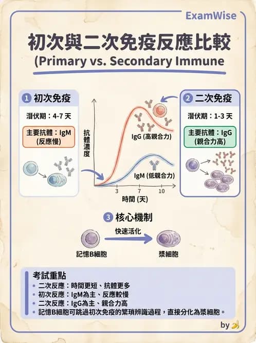 放射 - 血液及免疫生理 - AI 圖文解析預覽
