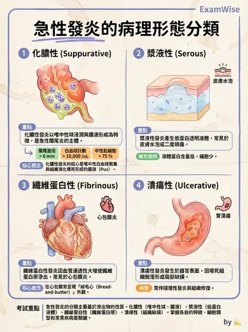 放射 - 感染、修復及其反應 - AI 圖文解析預覽