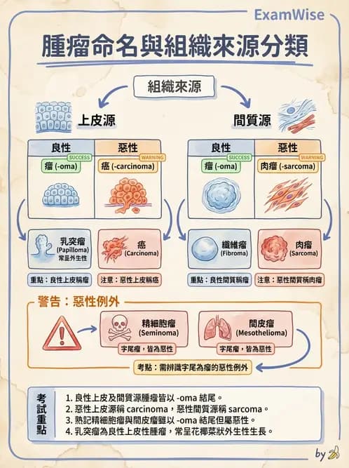 放射 - 惡性腫瘤 - AI 圖文解析預覽