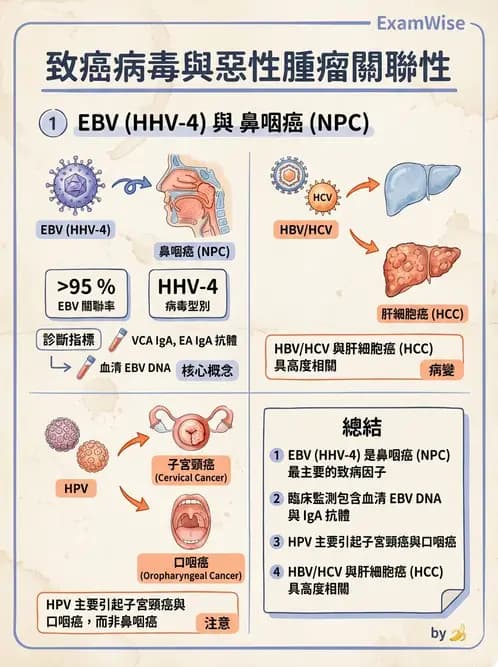 放射 - 惡性腫瘤 - AI 圖文解析預覽