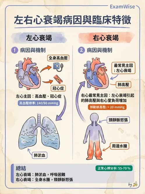 放射 - 心臟及血管疾病 - AI 圖文解析預覽