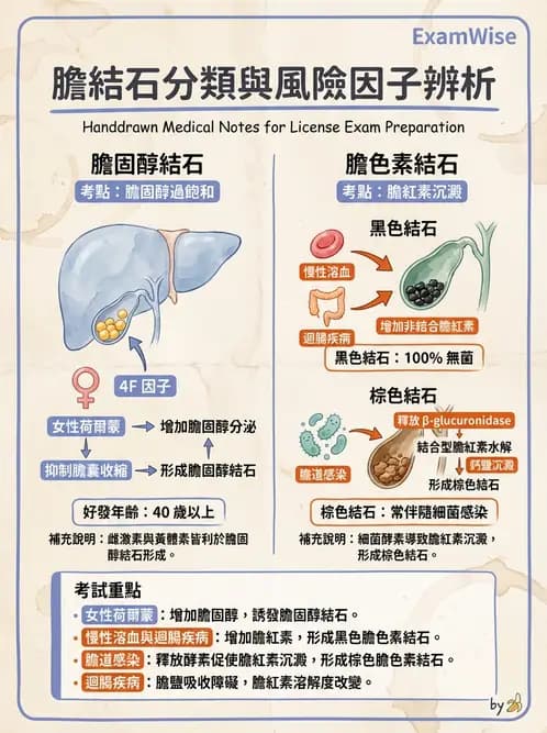 放射 - 肝臟、膽道及胰臟疾病 - AI 圖文解析預覽