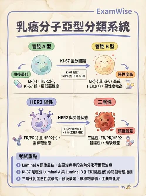 放射 - 生殖系統及乳房疾病 - AI 圖文解析預覽