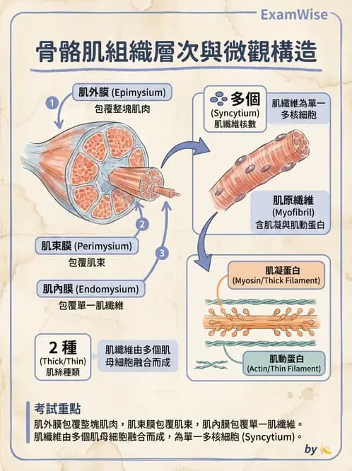放射 - 細胞、組織與外皮系統 - AI 圖文解析預覽