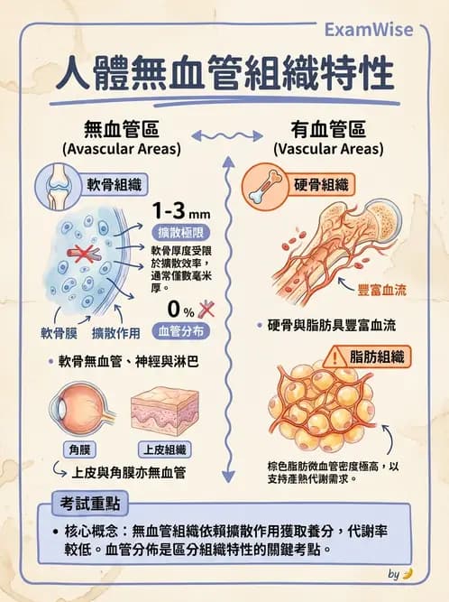 放射 - 細胞、組織與外皮系統 - AI 圖文解析預覽