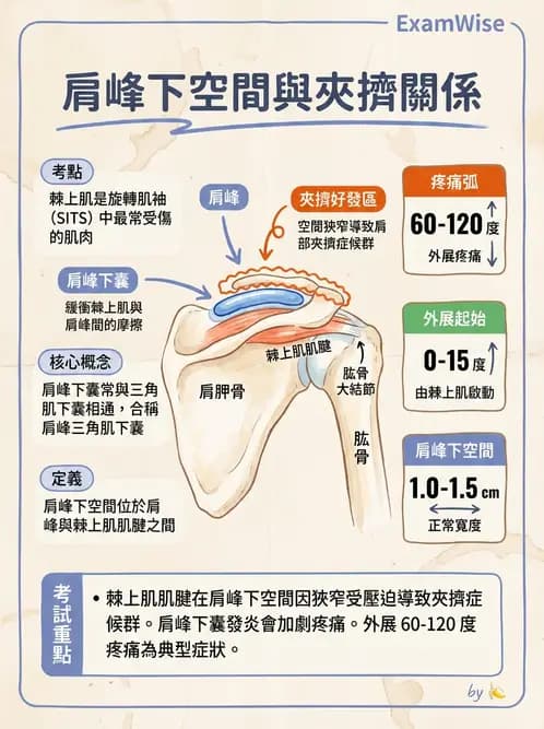 放射 - 上肢肌肉 - AI 圖文解析預覽
