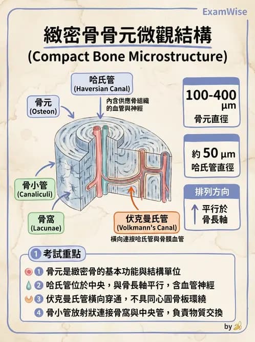 放射 - 骨骼系統 - AI 圖文解析預覽