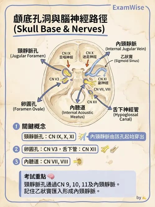 放射 - 腦神經 - AI 圖文解析預覽