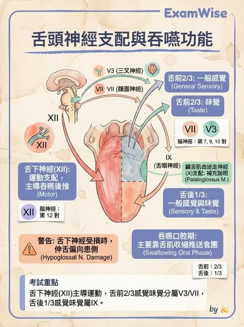 放射 - 腦神經 - AI 圖文解析預覽