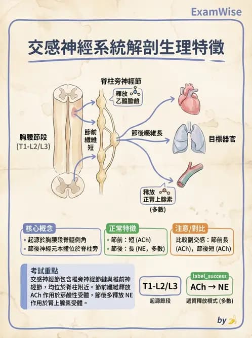 放射 - 自律神經系統 - AI 圖文解析預覽