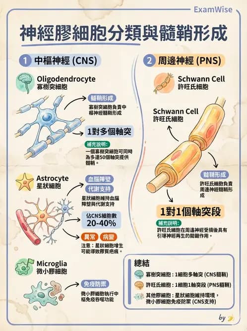 放射 - 大腦皮質與神經細胞 - AI 圖文解析預覽