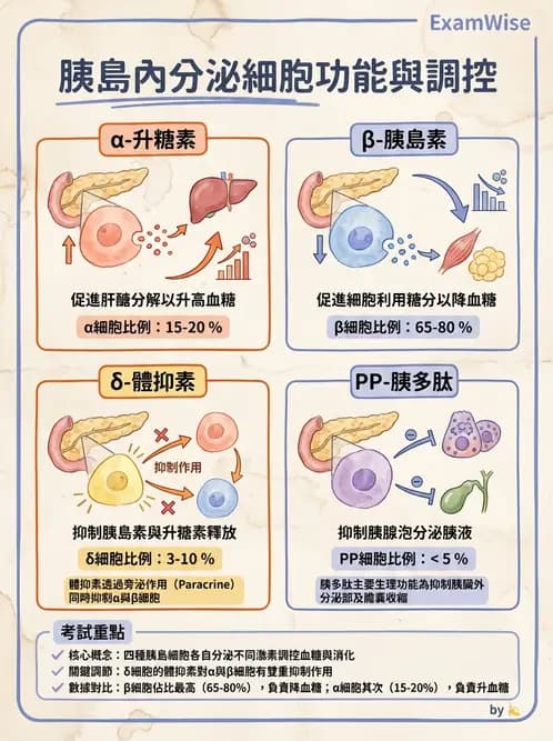 放射 - 內分泌系統 - AI 圖文解析預覽