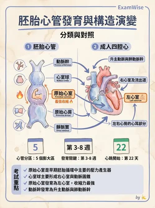 放射 - 心臟 - AI 圖文解析預覽
