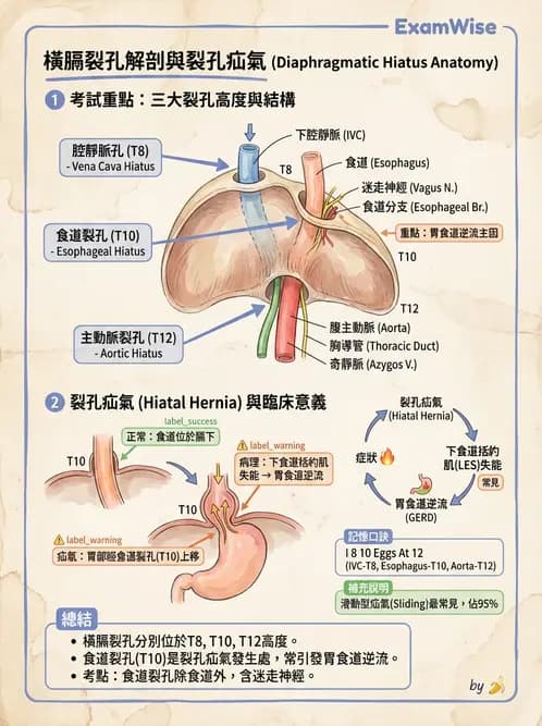 放射 - 消化系統 - AI 圖文解析預覽
