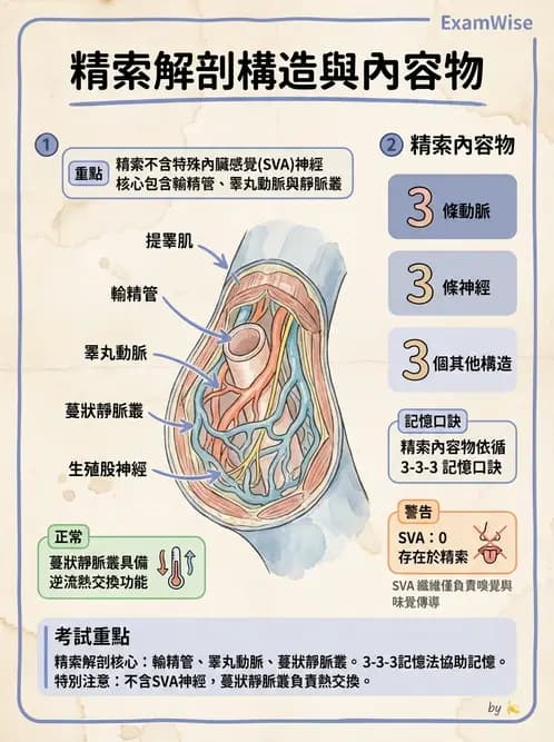 放射 - 生殖系統 - AI 圖文解析預覽