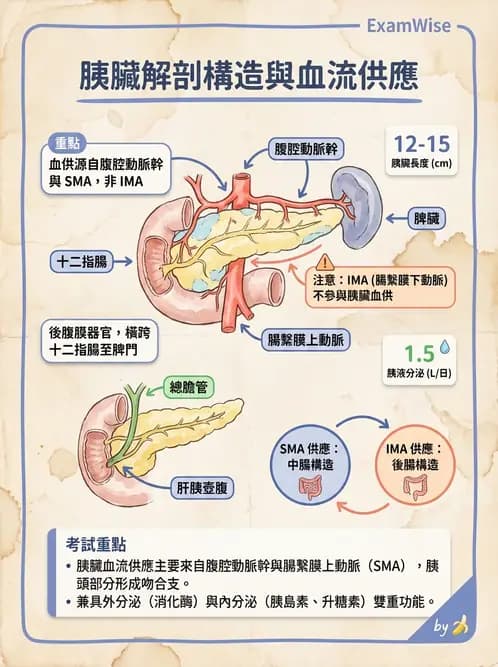 放射 - 消化系統 - AI 圖文解析預覽