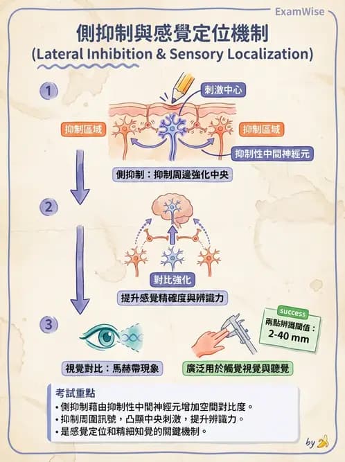 放射 - 神經生理 - AI 圖文解析預覽