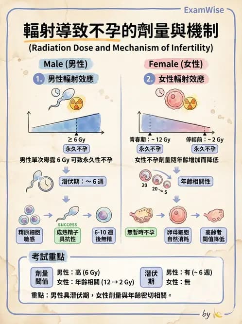 放射 - 全身性輻射效應 - AI 圖文解析預覽