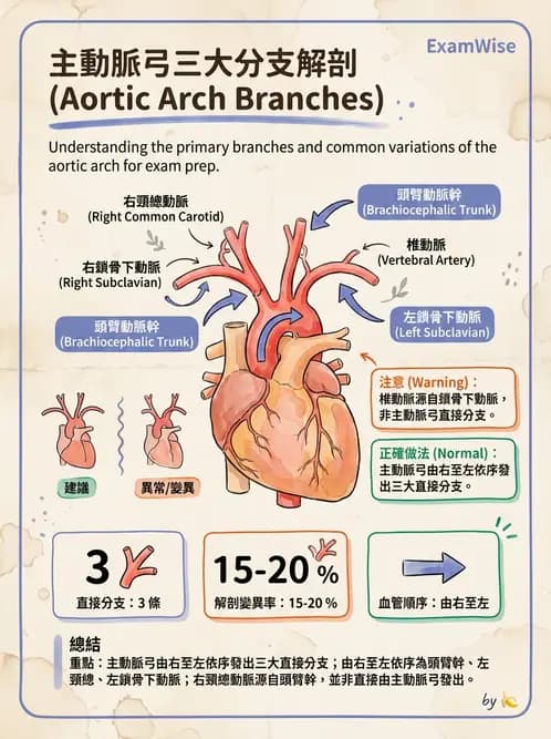 放射 - 血管攝影原理與解剖 - AI 圖文解析預覽