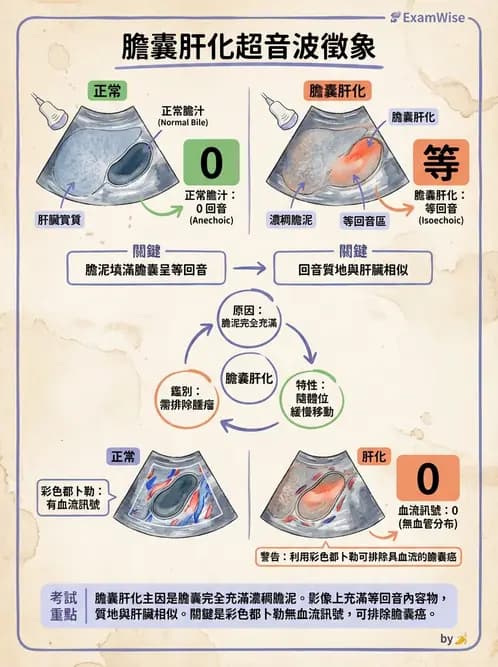 放射 - 膽胰脾超音波 - AI 圖文解析預覽