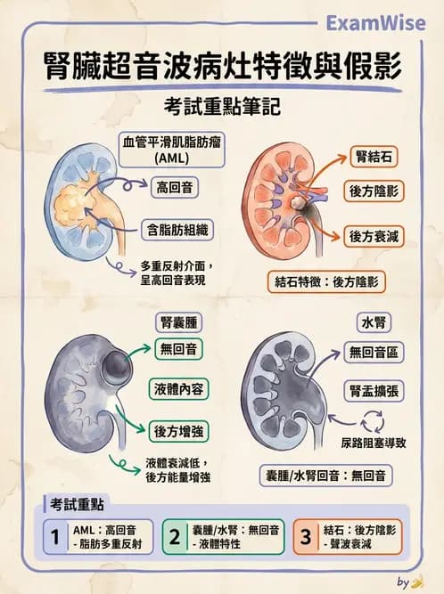 放射 - 腎臟血管與其他超音波 - AI 圖文解析預覽