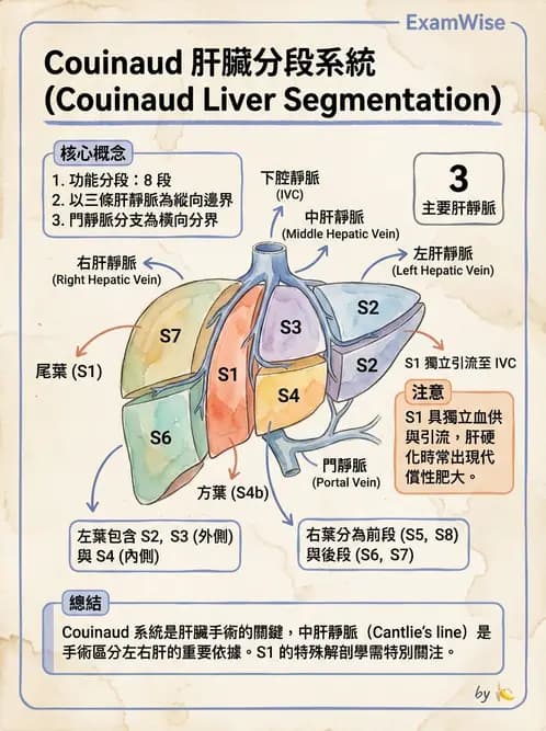 放射 - 肝臟超音波 - AI 圖文解析預覽