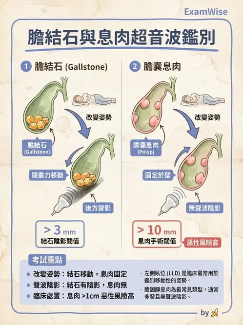 放射 - 膽胰脾超音波 - AI 圖文解析預覽