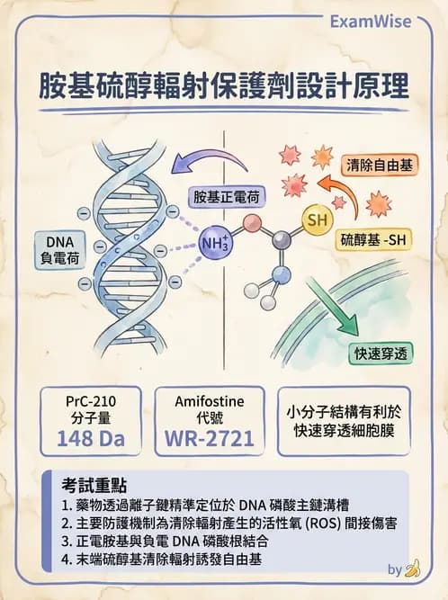 放射 - 輻射增敏與保護 - AI 圖文解析預覽