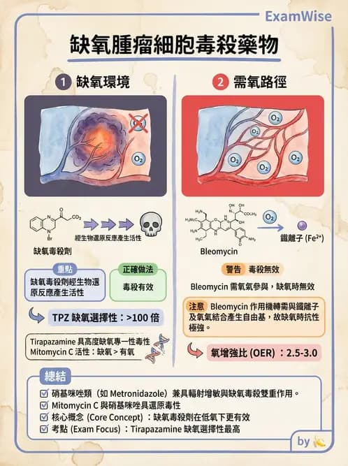 放射 - 輻射增敏與保護 - AI 圖文解析預覽